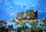  Fische / Ryby (Acryl) 